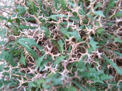 Launaea cervicornis