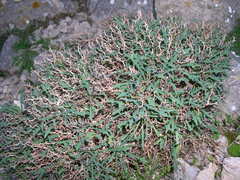 Launaea cervicornis