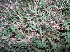 Launaea cervicornis
