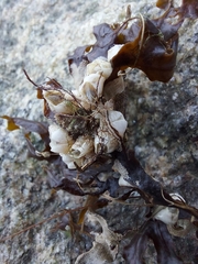 Einhornia crustulenta