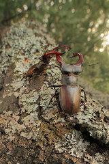 Lucanus cervus