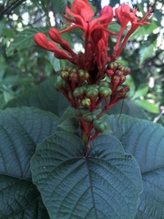 Clerodendrum speciosissimum