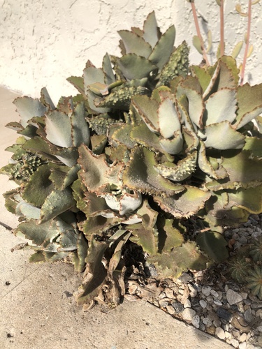 Kalanchoe × edwardii