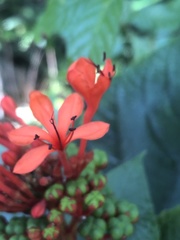 Clerodendrum speciosissimum