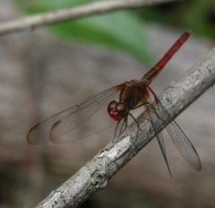 Erythrodiplax famula