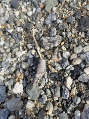 Trimerotropis verruculata