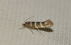 Argyresthia trifasciata