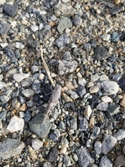 Trimerotropis verruculata