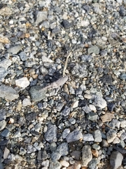 Trimerotropis verruculata