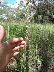 Satyrium anomalum image