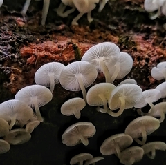 Mycena margarita