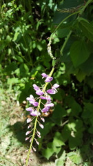 Desmodium prehensile