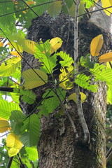 Neolamarckia cadamba