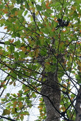 Neolamarckia cadamba