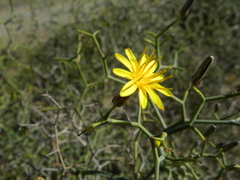 Launaea arborescens