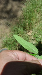 Desmodium prehensile