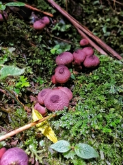 Lycoperdon fuligineum