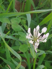 Trifolium clypeatum