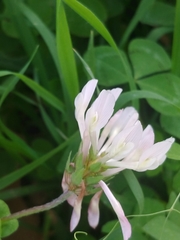 Trifolium clypeatum