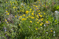 Ranunculus pedatifidus affinis