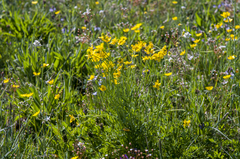 Ranunculus pedatifidus affinis