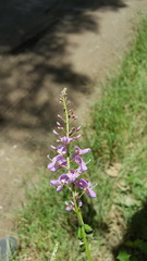 Desmodium prehensile
