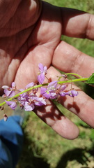 Desmodium prehensile