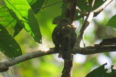 Pycnonotus pseudosimplex