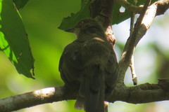 Pycnonotus pseudosimplex