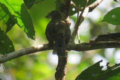 Pycnonotus pseudosimplex