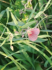 Lathyrus blepharicarpos