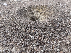 Myrmecocystus