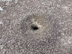 Myrmecocystus