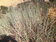 Brickellia nevinii
