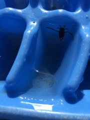 Nepomorpha