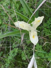 Iris palaestina