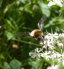 Leucozona lucorum