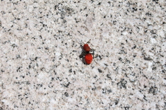 Dasymutilla erythrina