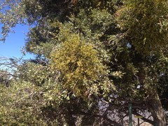 Phoradendron leucarpum tomentosum