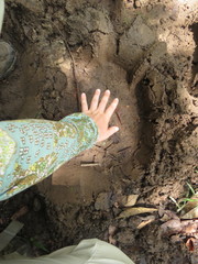 Elephas maximus borneensis