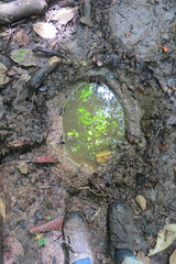 Elephas maximus borneensis