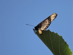 Acraea acara