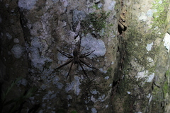 Acanthoctenus