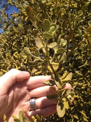 Phoradendron leucarpum tomentosum