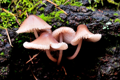 Mycena bulliformis