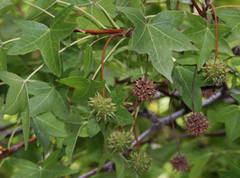 Liquidambar orientalis