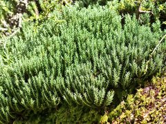 Celmisia ramulosa ramulosa