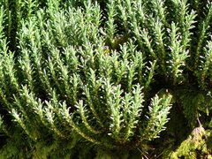 Celmisia ramulosa ramulosa