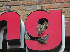 Passer domesticus