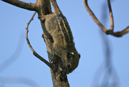 Cambodian Striped Squirrel